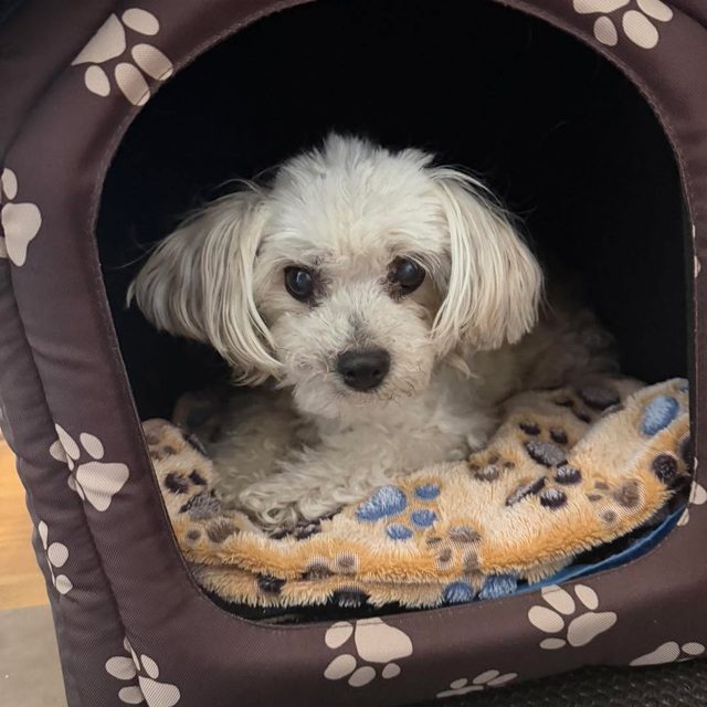 Dürfen wir vorstellen?
Luna – unsere Bürohündin. ❤️🐾
Heute ist...